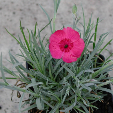 Dianthus gratianopolitanus rouge
