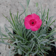 Dianthus gratianopolitanus rouge