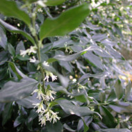 Sarcococca hookeriana var. Humilis