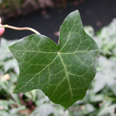 Hedera helix 'Shamrock'