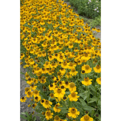 Helenium hoopesii