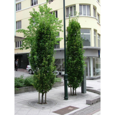 Quercus robur 'Fastigiata Koster'