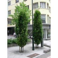 Quercus robur 'Fastigiata Koster'