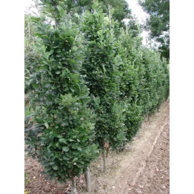 Quercus robur 'Fastigiata Koster'