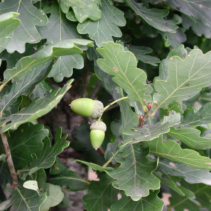 Quercus robur 'Fastigiata Koster'