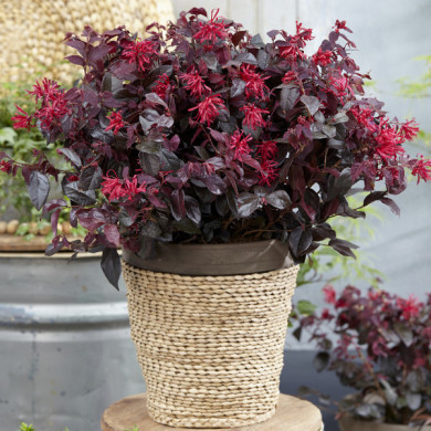 Loropetalum Chinense EVER RED® 'Chang Nian Hong'