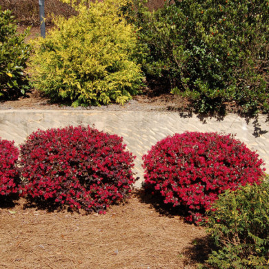 Loropetalum Chinense EVER RED® 'Chang Nian Hong'