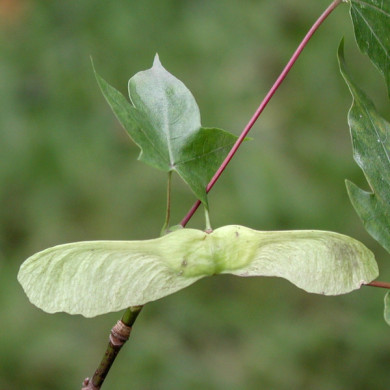 Acer x zoeschense 'Annae'