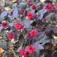 Loropetalum Chinense EVER RED® 'Chang Nian Hong'