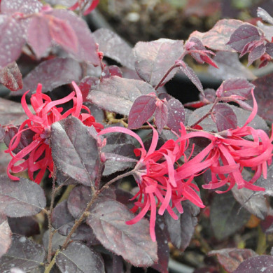 Loropetalum Chinense EVER RED® 'Chang Nian Hong'