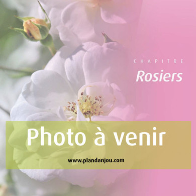 Rosier Blue Girl® Sautari