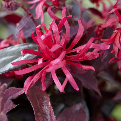 Loropetalum Chinense EVER RED® 'Chang Nian Hong'