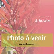 Cordyline australis 'Cherry Sensation'