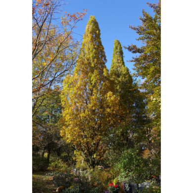 Quercus robur 'Fastigiata'