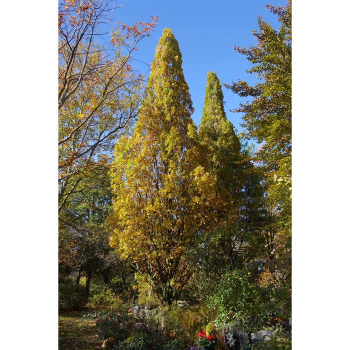 Quercus robur 'Fastigiata'