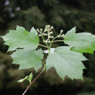 Sorbus torminalis