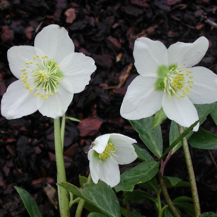 Helleborus niger