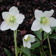 Helleborus niger