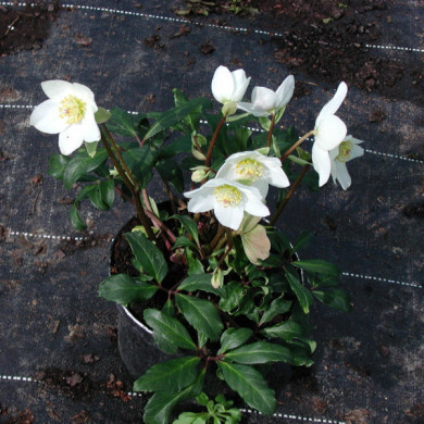 Helleborus niger