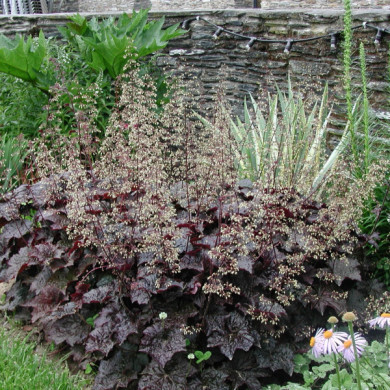 Heuchera micrantha 'Palace Purple'