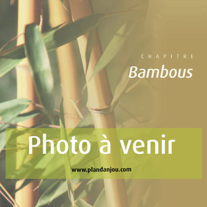 Fargesia scabrida 'Asian Wonder'