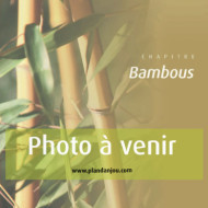 Fargesia scabrida 'Asian Wonder'