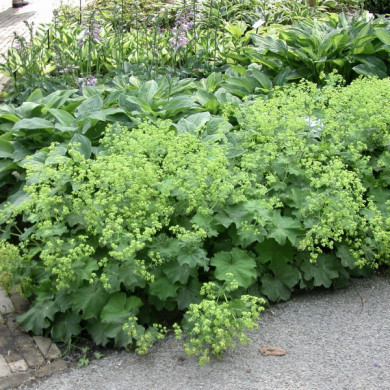 Alchemilla mollis