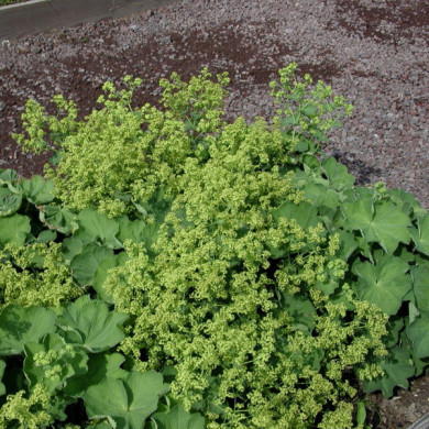 Alchemilla mollis