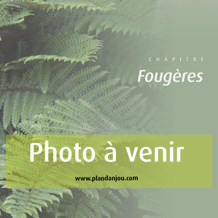 Dryopteris dilatata