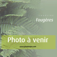 Dryopteris dilatata