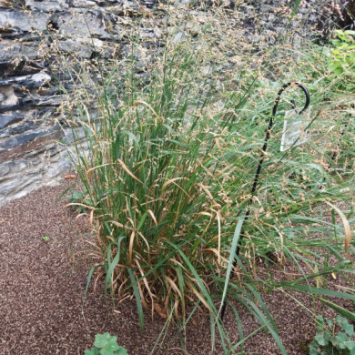 Panicum virgatum 'Prairie Sky'