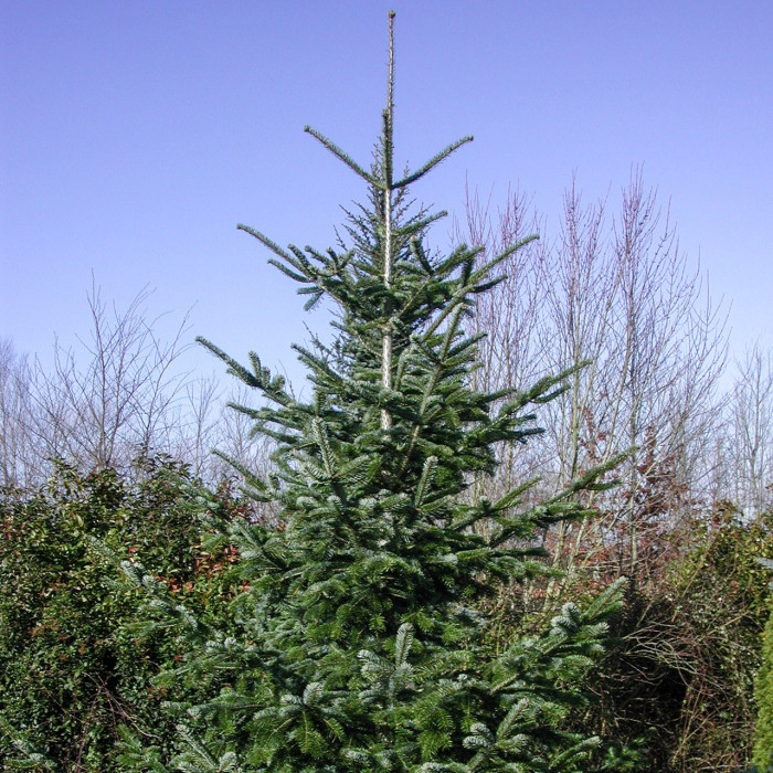 Abies nordmanniana