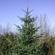 Abies nordmanniana