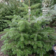 Abies nordmanniana