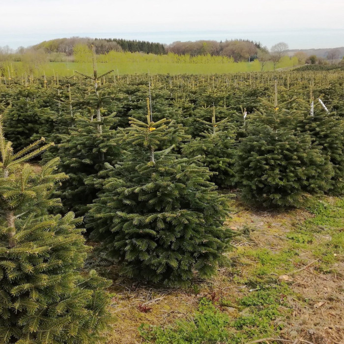 Abies nordmanniana