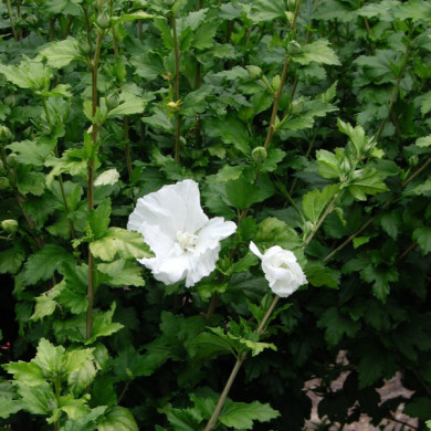 Hibiscus syriacus 'Diana'