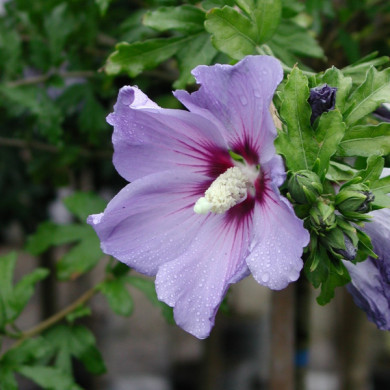 Hibiscus syriacus 'Oiseau Bleu'