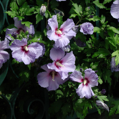 Hibiscus syriacus 'Oiseau Bleu'