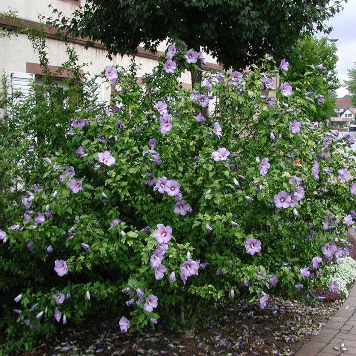 Hibiscus syriacus 'Oiseau Bleu'