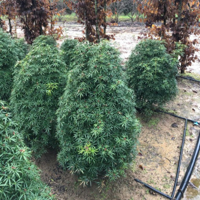 Choisya ternata White Dazzler® londaz