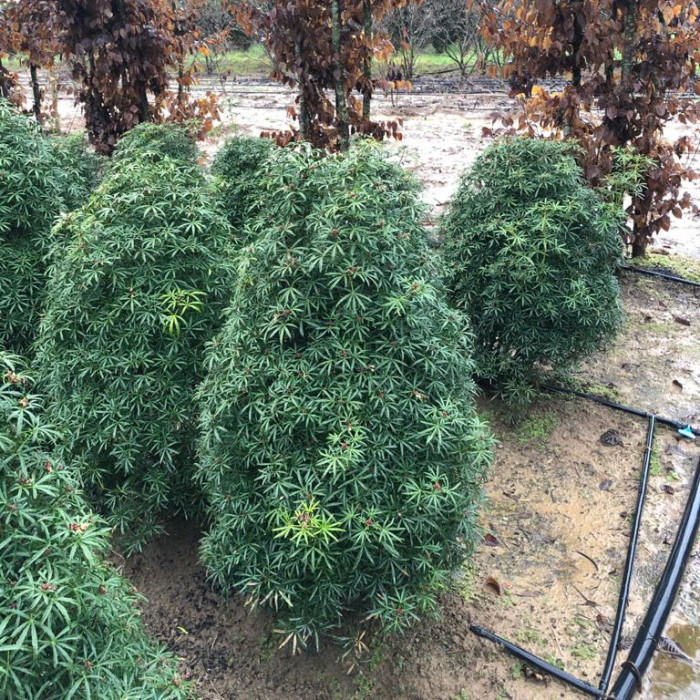 Choisya ternata White Dazzler® londaz