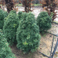 Choisya ternata White Dazzler® londaz