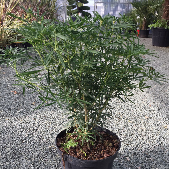 Choisya ternata White Dazzler® londaz