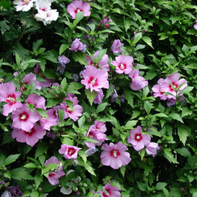 Hibiscus syriacus RUSSIAN VIOLET® 'Floru'