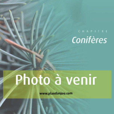 Juniperus communis 'Sentinel'