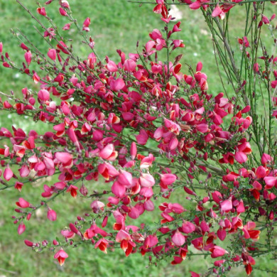 Cytisus 'Roter Favorit'