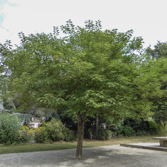 Broussonetia papyrifera