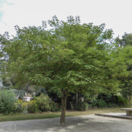 Broussonetia papyrifera