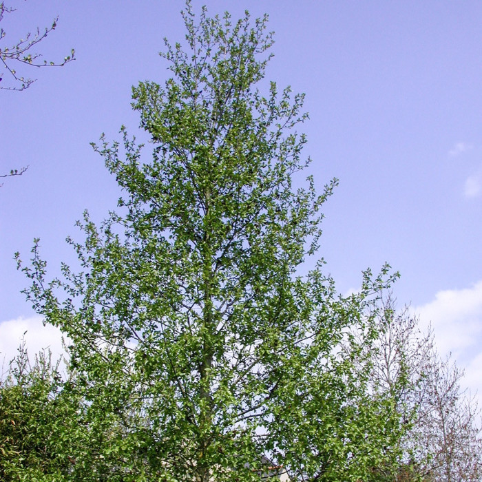 Alnus cordata