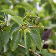 Alnus cordata